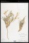 Astragalus palmeri A.Gray