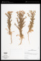 Matricaria discoidea DC.