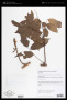 Deguelia dasycalyx (Harms) A.M.G.Azevedo & R.A.Camargo