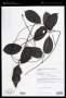 Mucuna urens (L.) Medik.