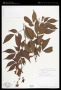 Senna undulata (Benth.) H.S.Irwin & Barneby