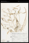 Dalea lanata var. terminalis (M.E.Jones) Barneby