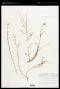 Dalea minutifolia (Rydb.) Harms