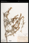 Franseria magdalenae