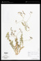 Launaea nudicaulis Less.