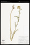 Achillea millefolium L.