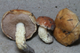 Austroboletus orientalis