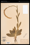 Chamaelirium luteum (L.) A.Gray