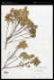 Baccharis conferta Kunth