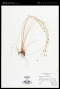 Eleocharis montevidensis Kunth