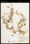 Acmella radicans (Jacq.) R.K.Jansen var. radicans