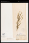 Artemisia ludoviciana subsp. mexicana (Willd. ex Spreng.) D.D.Keck