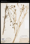 Bidens schaffneri (A.Gray) Sherff