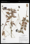 Cosmos scabiosoides Kunth