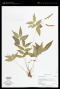 Anemia phyllitidis (L.) Sw.
