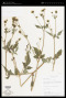 Bidens pilosa L.