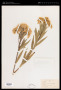 Baccharis glutinosa Pers.