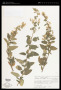 Brickellia secundiflora var. parryi (B.L.Turner) A.Gray