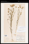 Dyssodia neomexicana (A.Gray) B.L.Rob.