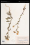Heterotheca inuloides Cass.