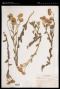 Heterotheca inuloides Cass. var. inuloides