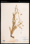 Hieracium wrightii (A.Gray) B.L.Rob. & Greenm.