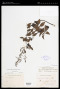Rhus terebinthifolia Cham. & Schltdl.