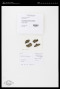 Lecidea berengeriana (A.Massal.) Nyl.