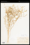 Hymenoclea salsola var. pentalepis (Rydb.) L.D.Benson