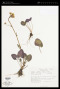 Senecio neomexicanus A.Gray var. neomexicanus