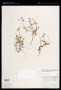 Pectis sinaloensis Fernald