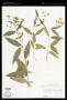 Perymenium ghiesbreghtii B.L.Rob. & Greenm.