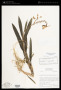 Galeandra stangeana Rchb.f.