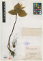 Trillium venosum R.R.Gates
