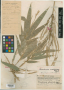 Arundinaria actinotricha Merr. & Chun
