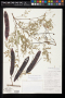 Lysiloma divaricatum (Jacq.) J.F.Macbr.