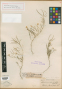 Schoenocrambe decumbens Rydb.