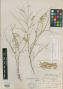 Astragalus convallarius var. foliolatus Barneby