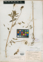Astragalus gormani W.Wight ex M.E.Jones