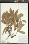 Quercus affinis Scheidw.