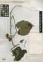 Merremia similis Elmer