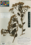 Senecio ruficaulis Greenm. & Cuatrec.