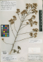 Vernonia gochnatioides Hook. & Arn.