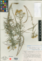 Flaveria kochiana B.L.Turner