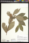 Castanea ozarkensis Ashe