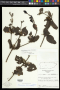 Phoradendron anceps (Spreng.) M.Gómez