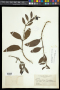 Phoradendron anceps (Spreng.) M.Gómez