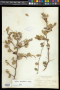 Xylosma buxifolia A.Gray