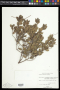 Xylosma buxifolia A.Gray