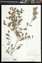 Xylosma buxifolia A.Gray